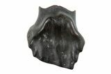 Fossil Nodosaur Tooth - Judith River Formation #260315-1
